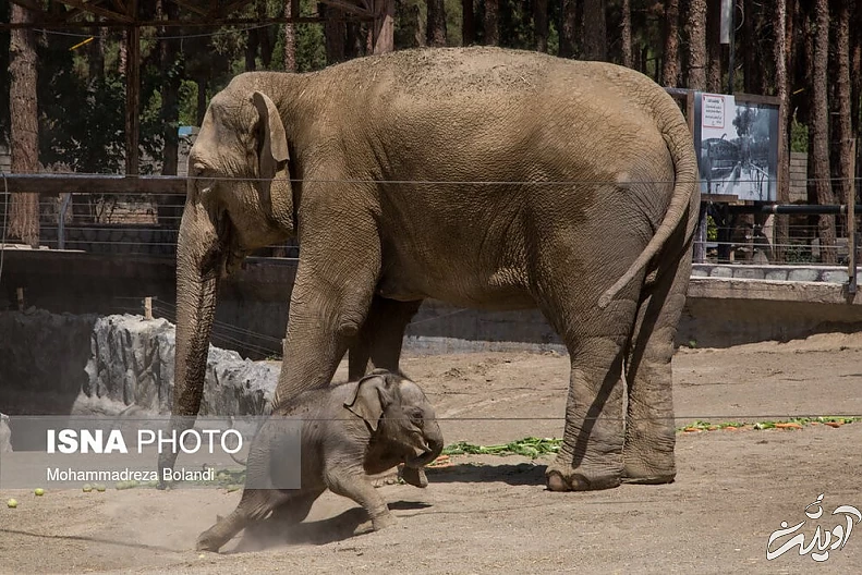 (تصاویر) رونمایی از «مایسا» در باغ وحش ارم
